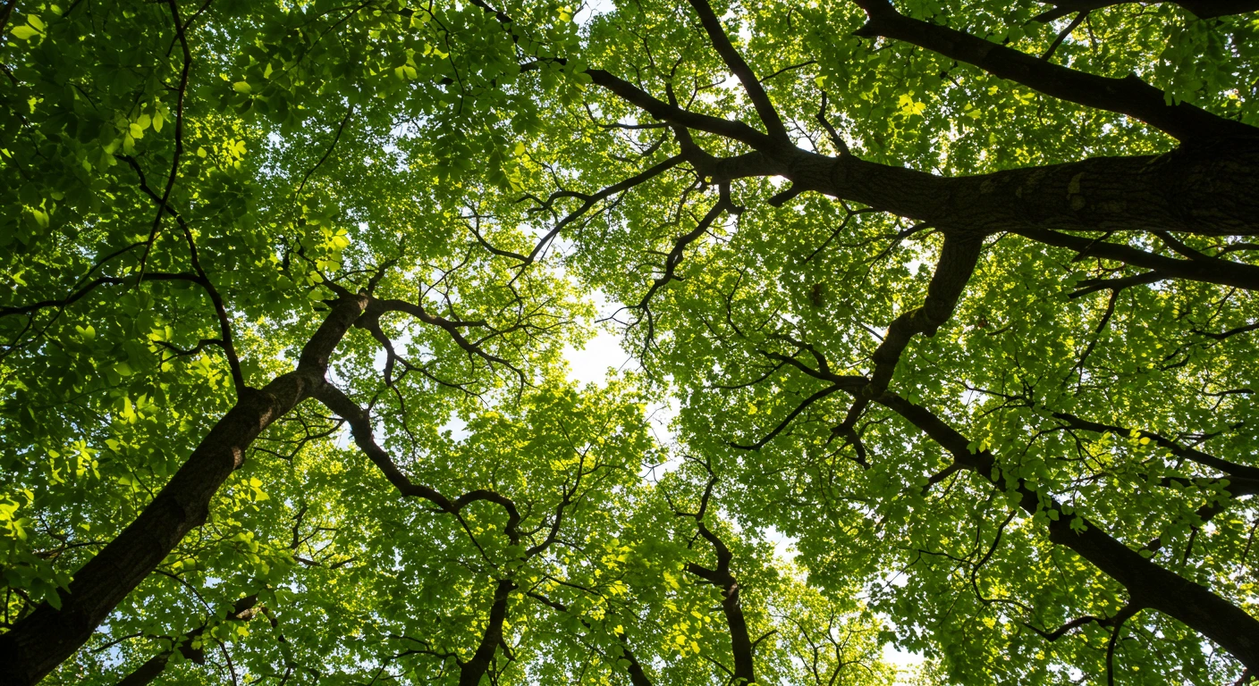 Sunlight shining through lush green tree canopy.