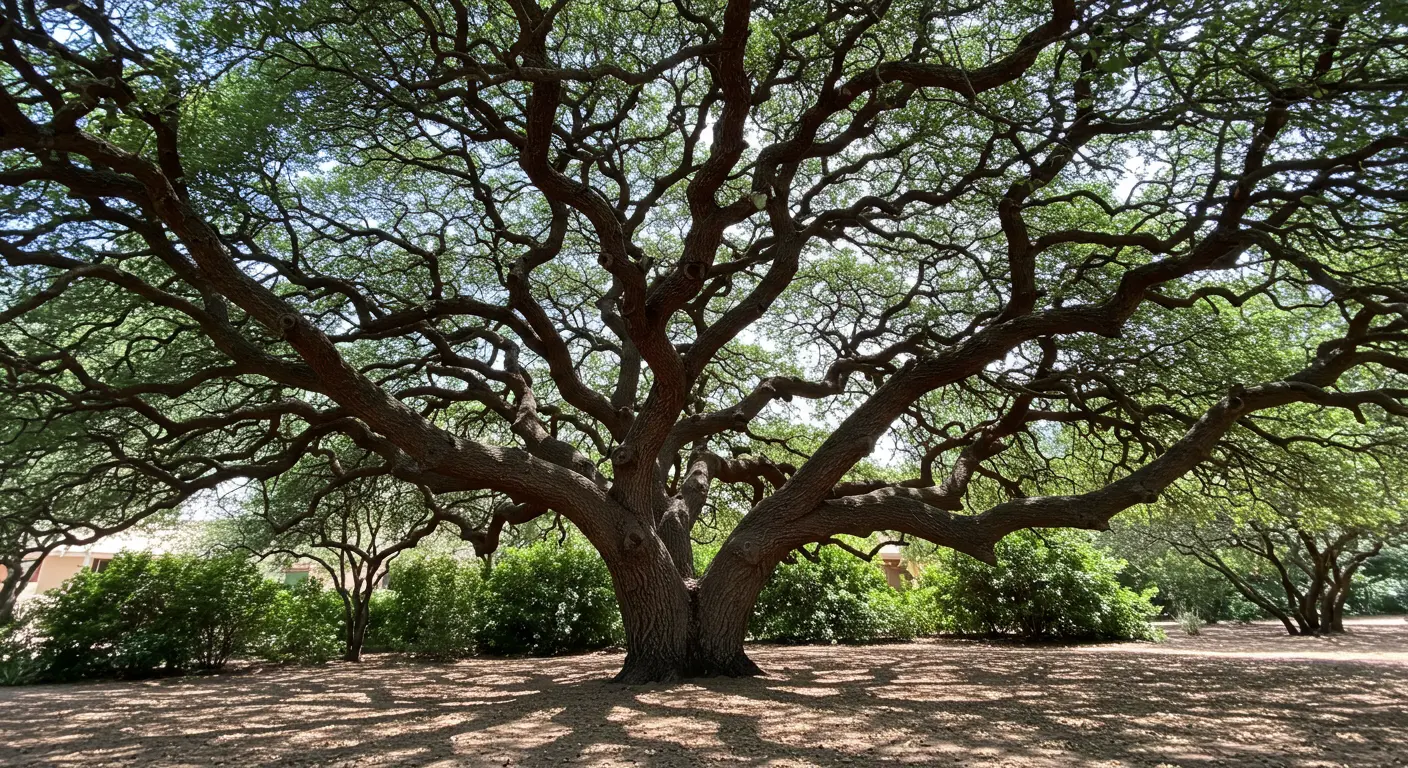 wind storm tree protection Chandler